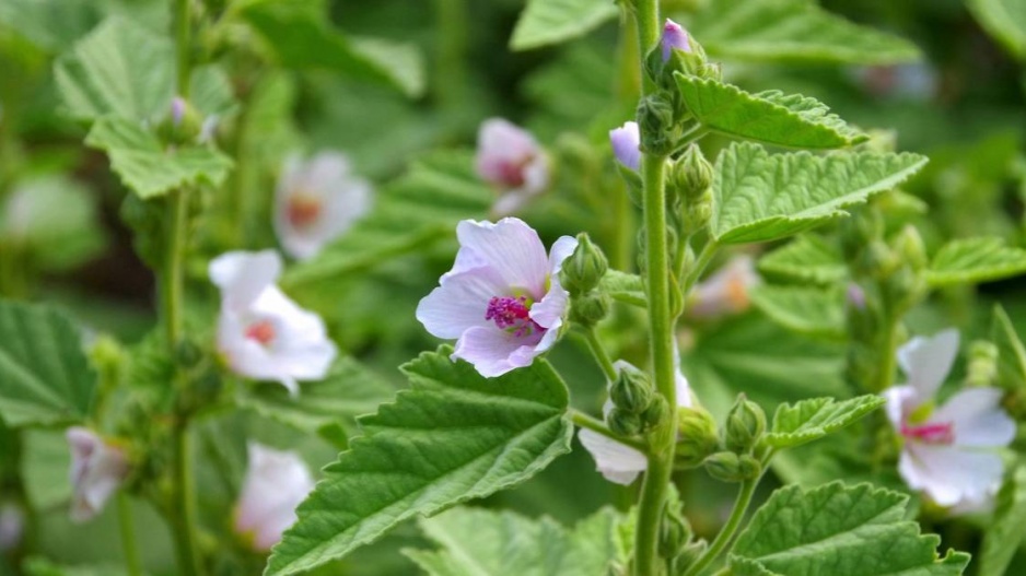 Proskurník lékařský (Althaea officinalis)