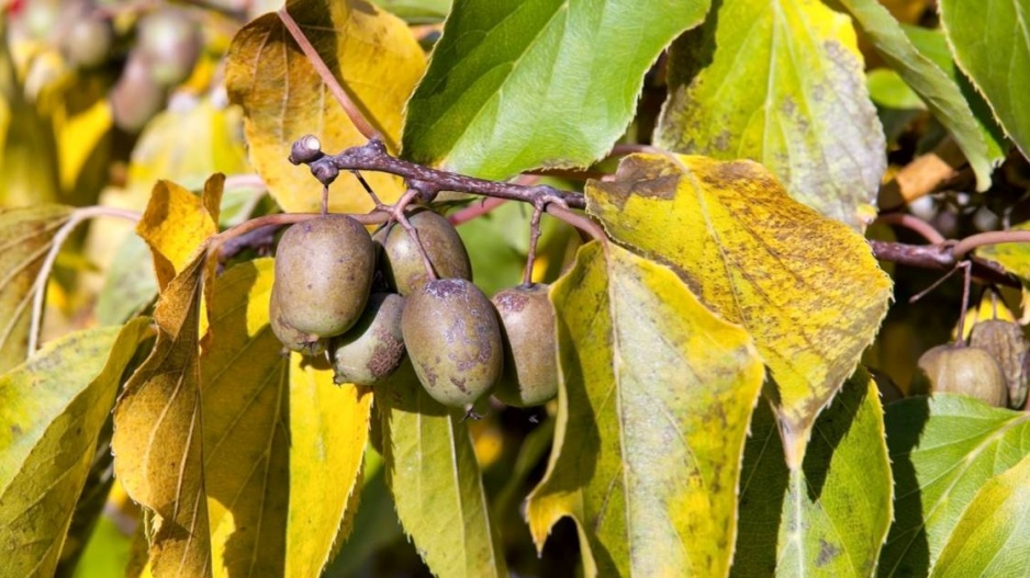 Minikiwi odrůdy 'Weiki'