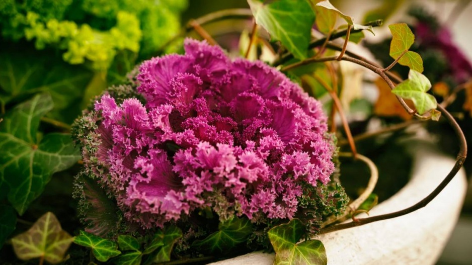 Okrasná kapusta (Brassica oleracea)