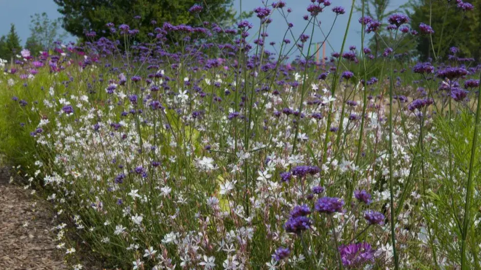 Svíčkovec a sporýš