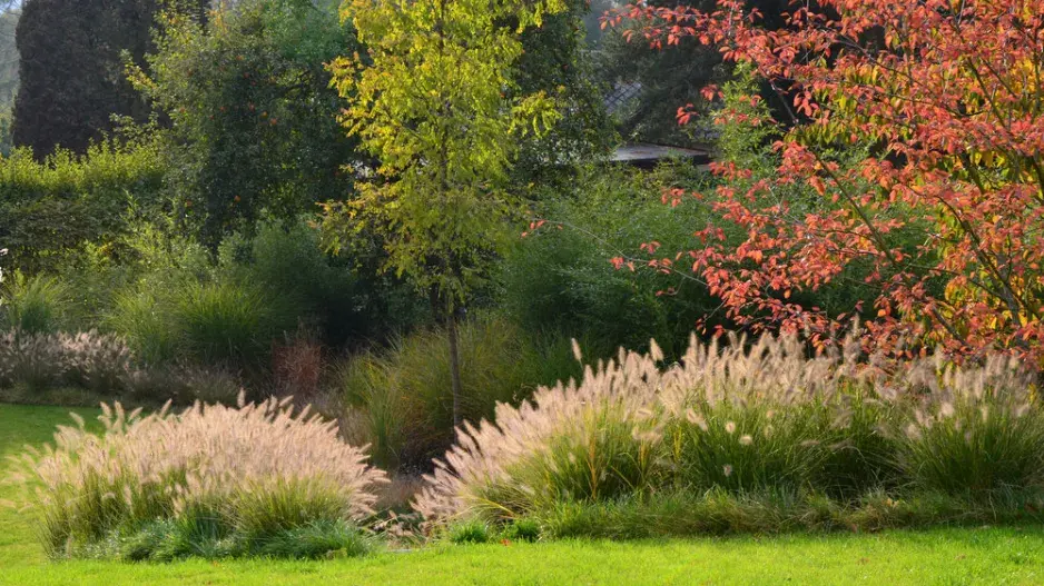 Ostrůvky travin Ostrůvky travin