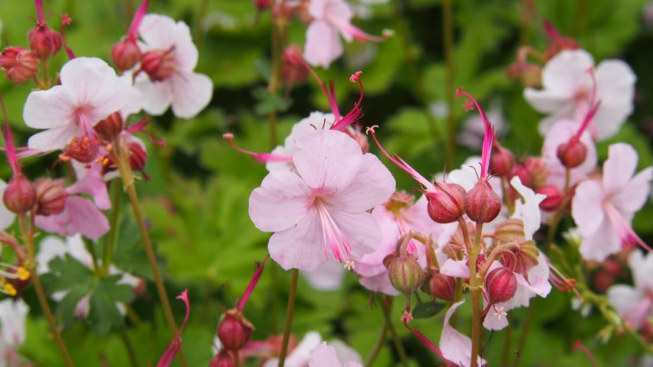 Kakost cambridgeský (Geranium x cantabrigiense)