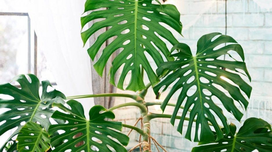 Monstera