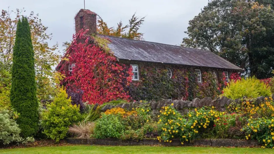 Atraktivní výsadba u domu