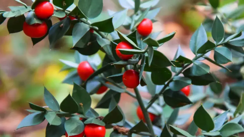 Listnatec pichlavý (Ruscus aculeatus)