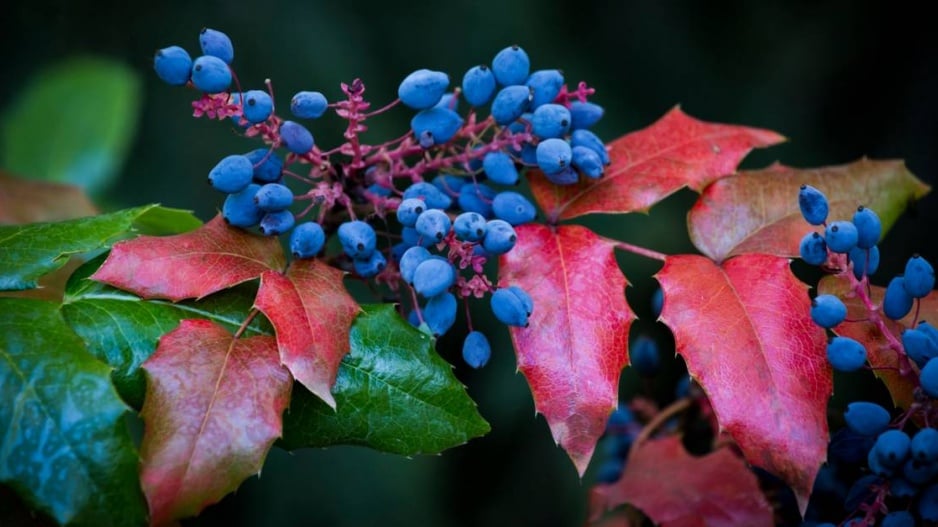 Mahonie cesmínolistá (Mahonia aquifolium)