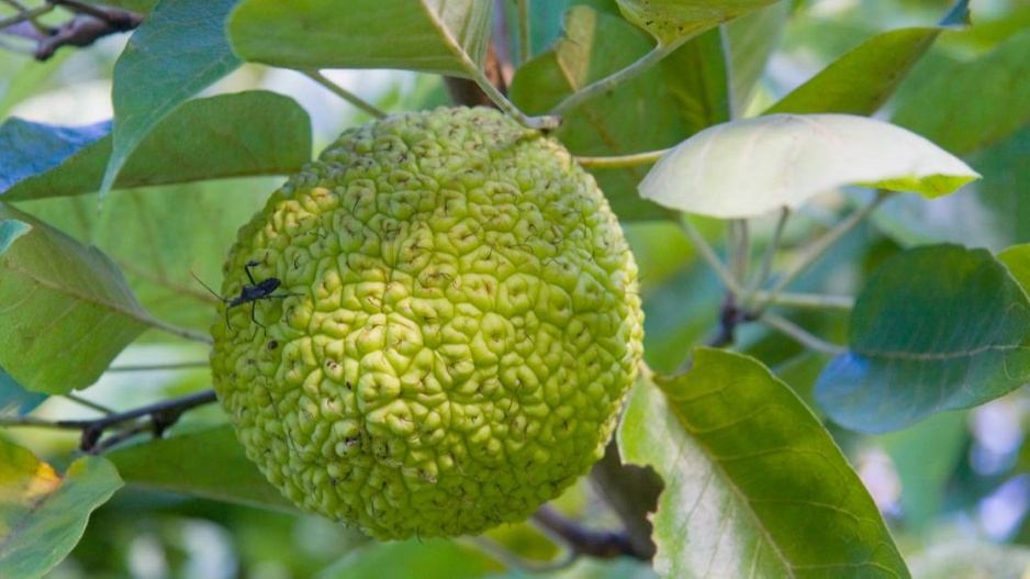 Plod maklury oranžové