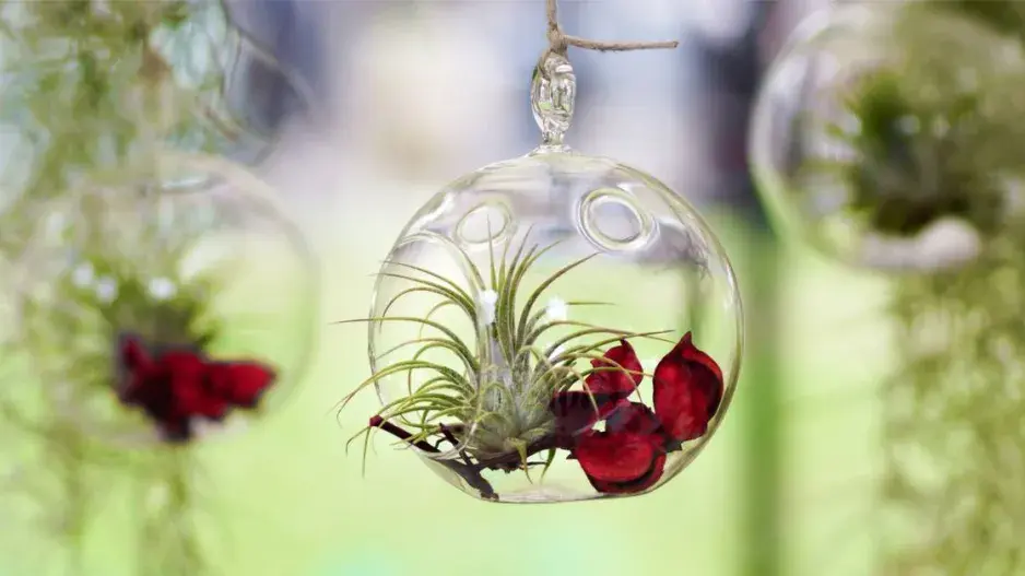 Tilandsie v aeráriu