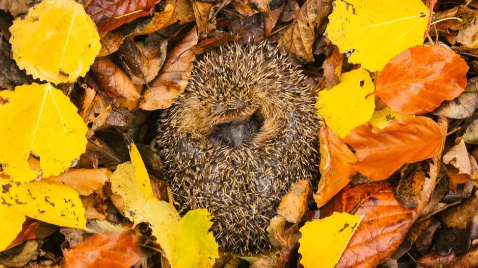 Ježek v hromadě listí