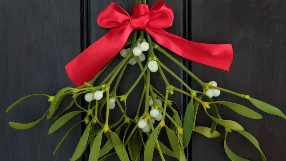 Jmelí bílé (Viscum album) ozdobené mašlí