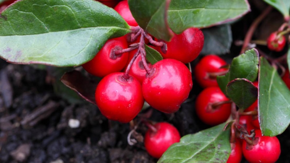 Libavka polehlá (Gaultheria procumbens)