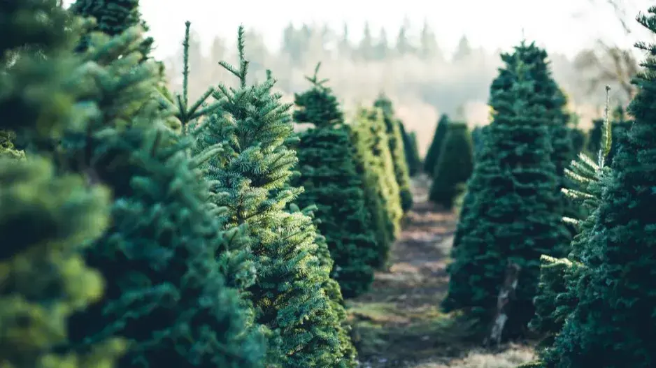 Plantáž vánočních stromků