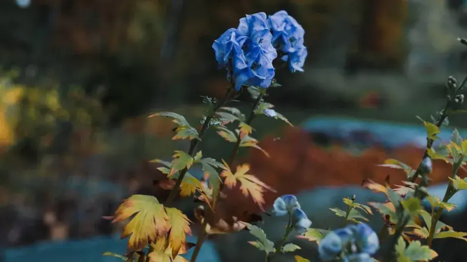 Okrasná trvalka Okrasná trvalka