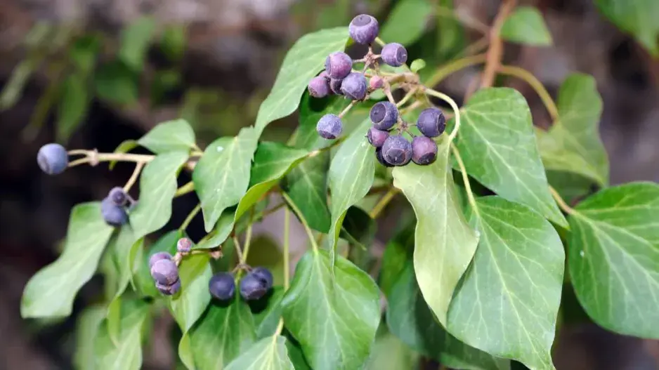 Bobule břečťanu Bobule břečťanu