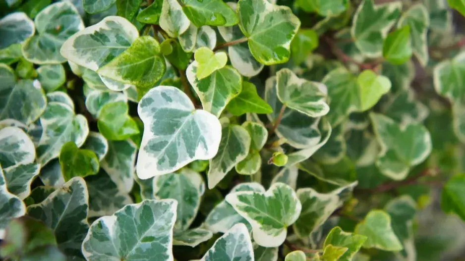 Panašované listy břečťanu Panašované listy břečťanu