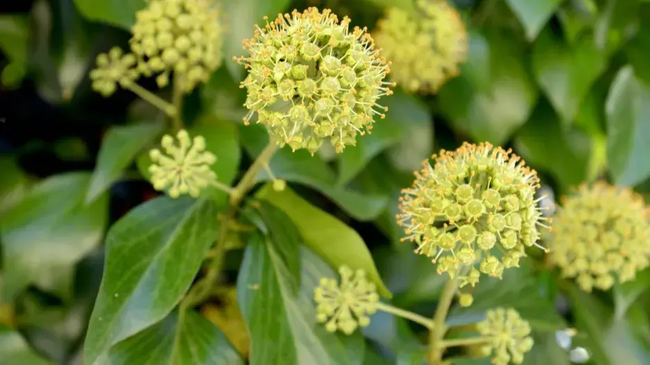 Květy břečťanu Květy břečťanu