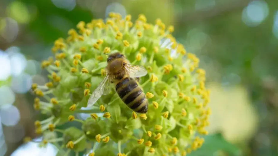 Včela na květu Včela na květu