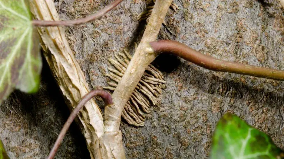 Příčepivé kořínky břečťanu Příčepivé kořínky břečťanu