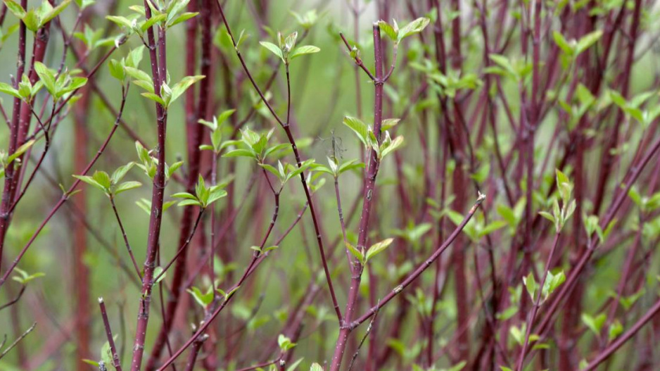 Svída výběžkatá (Cornus sericea)