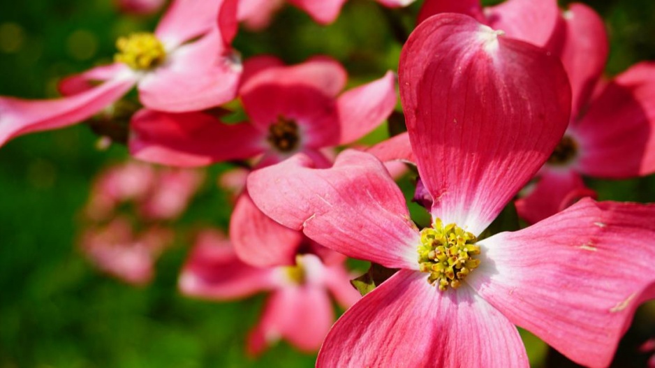 Dřín květnatý (Cornus florida)