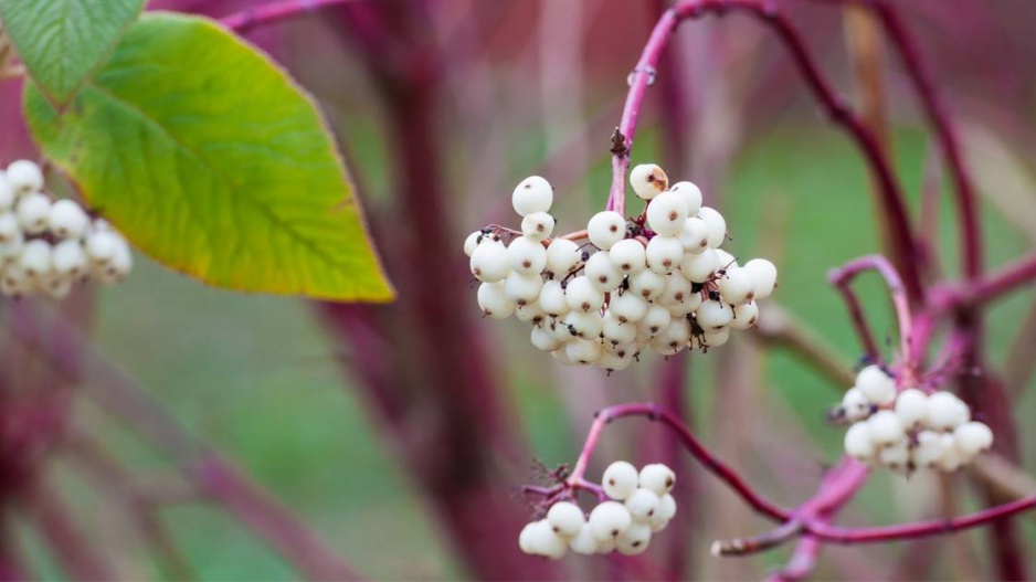 Svída bílá (Cornus alba)