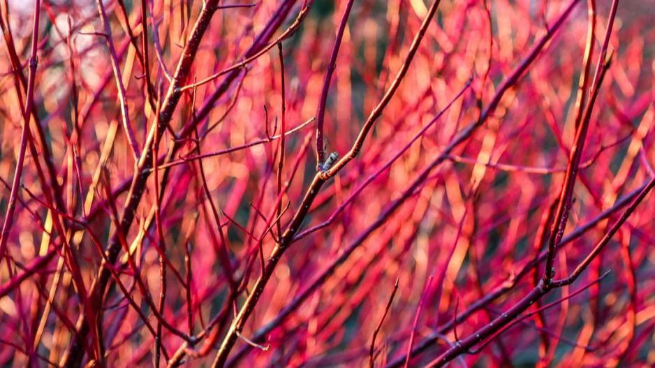 Svída krvavá (Cornus sanguinea)