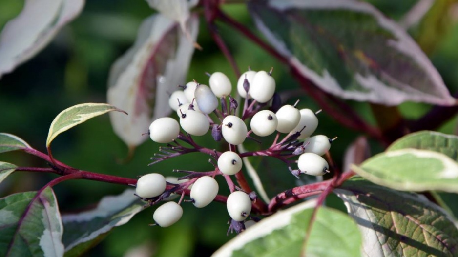 Svída bílá (Cornus alba)