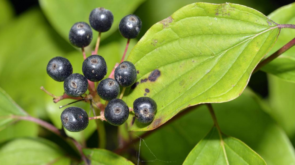 Svída krvavá (Cornus sanguinea)