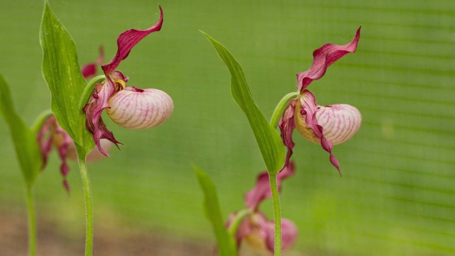 Cypripedium, kultivar ′Gisela′