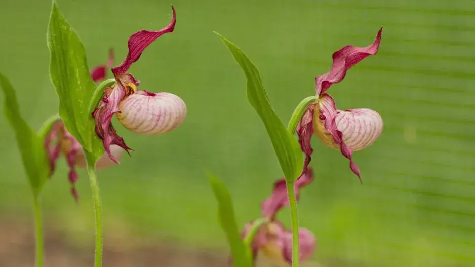 Cypripedium, kultivar 'Gisela'