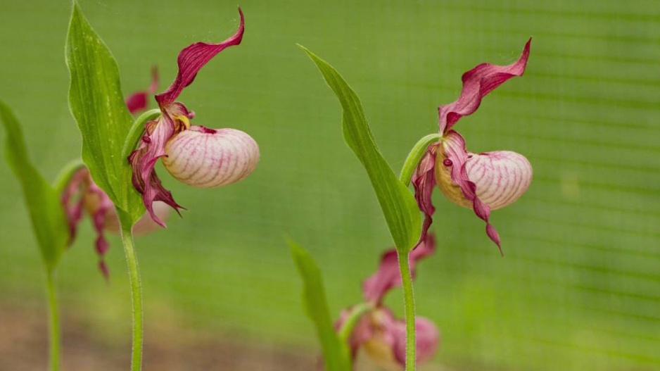 Cypripedium, kultivar 'Gisela'