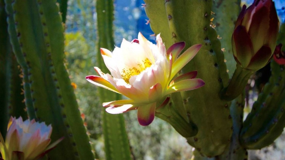 Cereus