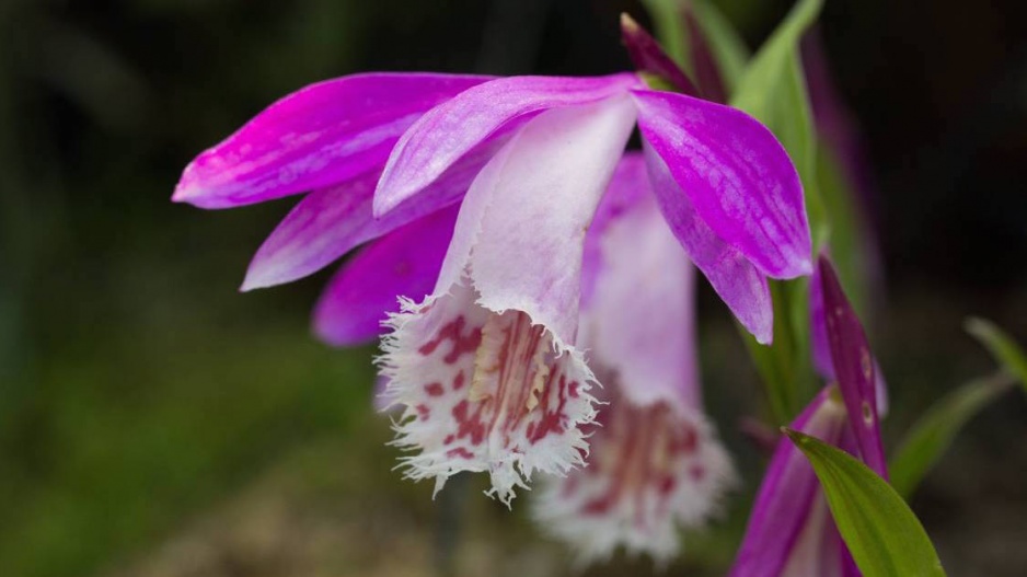 Pleione, kultivar ′Alishan′