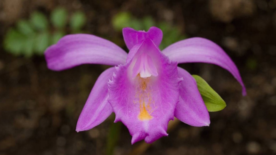 Pleione aurita