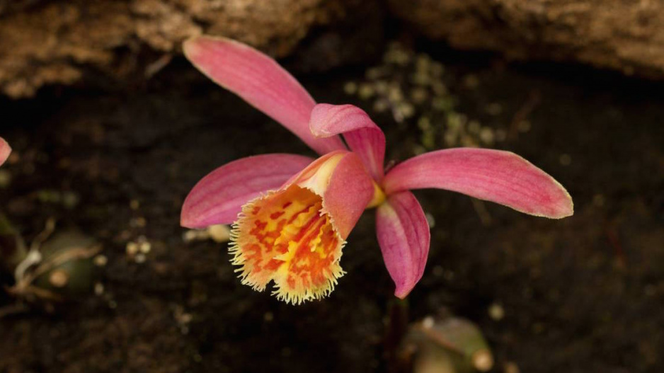 Pleione, kultivar ′Caroli Cape Robin′