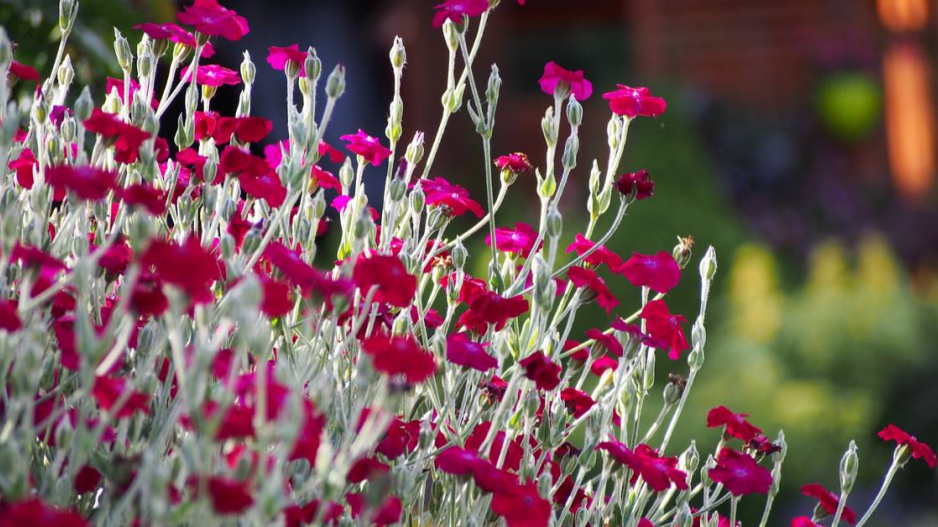 Kohoutek věncový (Lychnis coronaria)