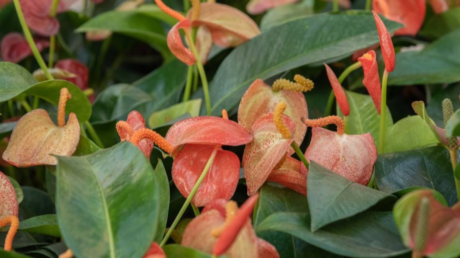 Toulitka Anthurium scherzerianum