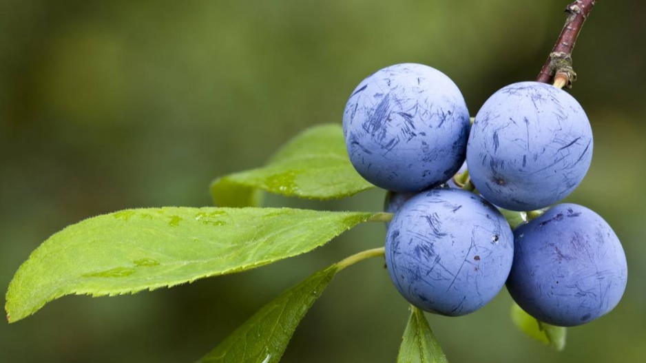 Plody trnky (Prunus spinosa)