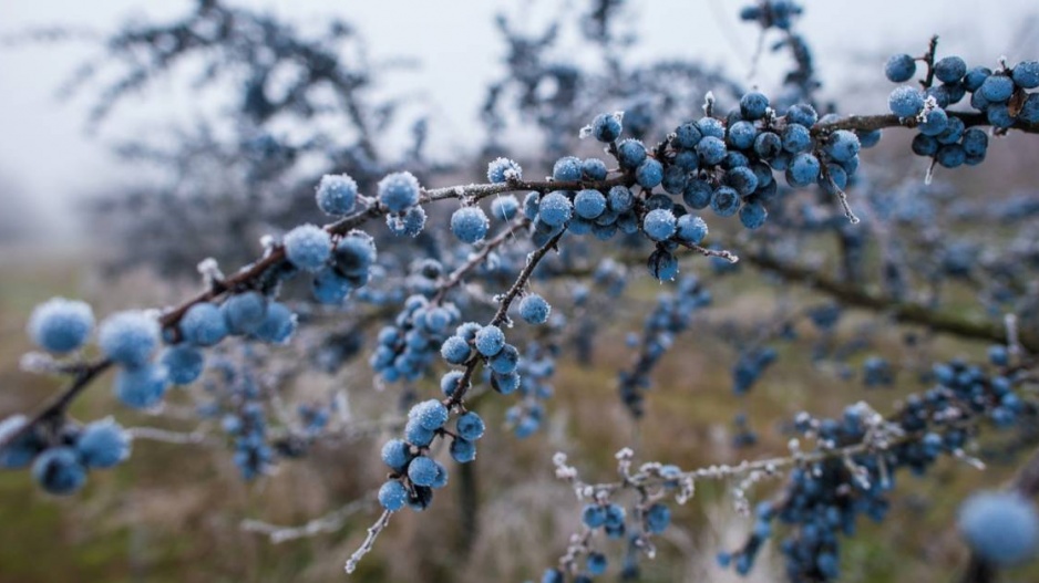 Trnka obecná (Prunus spinosa)