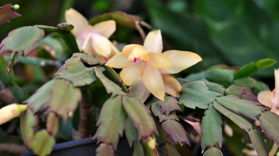 Vánoční kaktus (Schlumbergera)