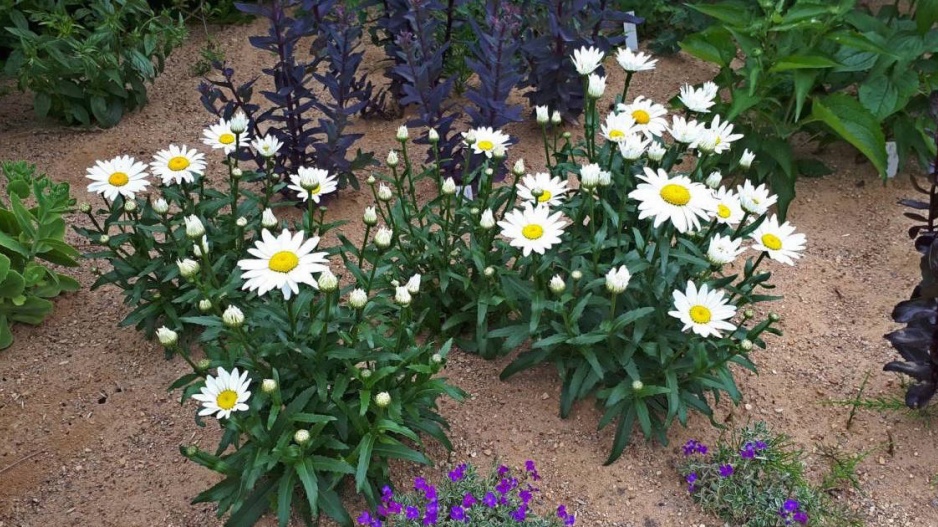 Kopretiny (Leucanthemum)