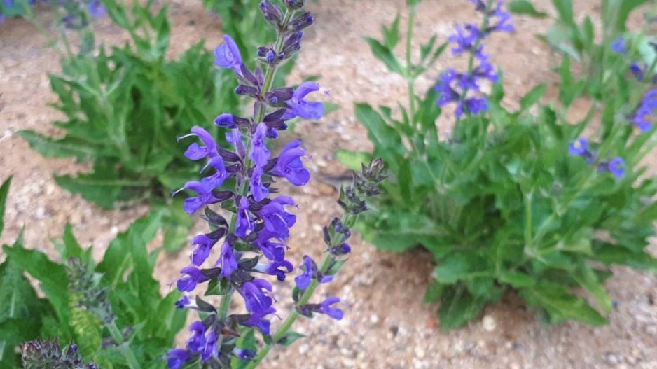 Šalvěj hajní (Salvia nemorosa)