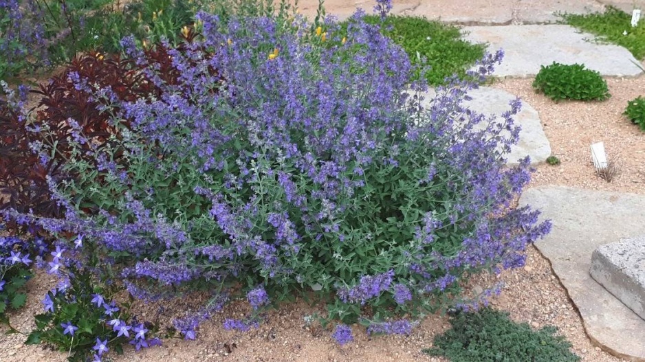 Šanta zkřížená (Nepeta × faassenii)