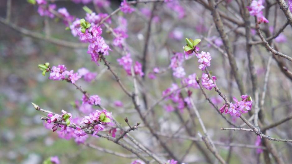 Lýkovec jedovatý (Daphne mezereum)