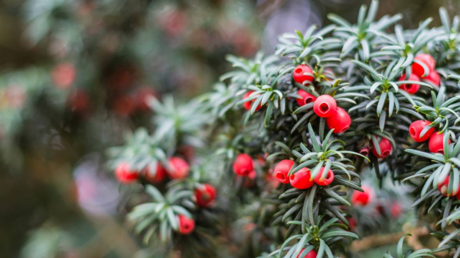 Tis červený (Taxus baccata)