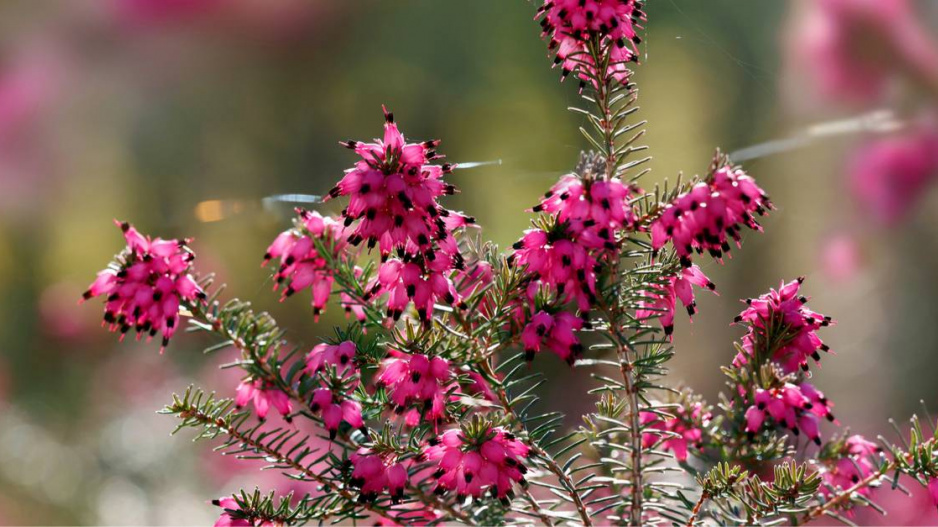 Vřesovec pleťový (Erica carnea)