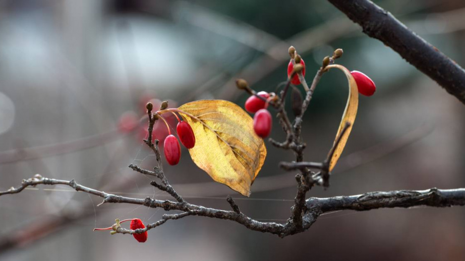 Dřín obecný (Cornus mas)