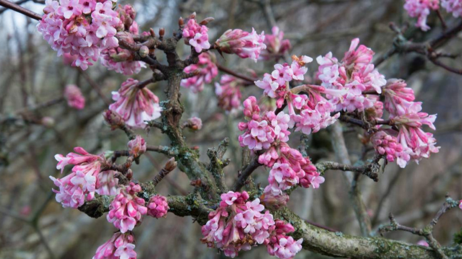 Kalina bodnantská (Viburnum x bodnantense)