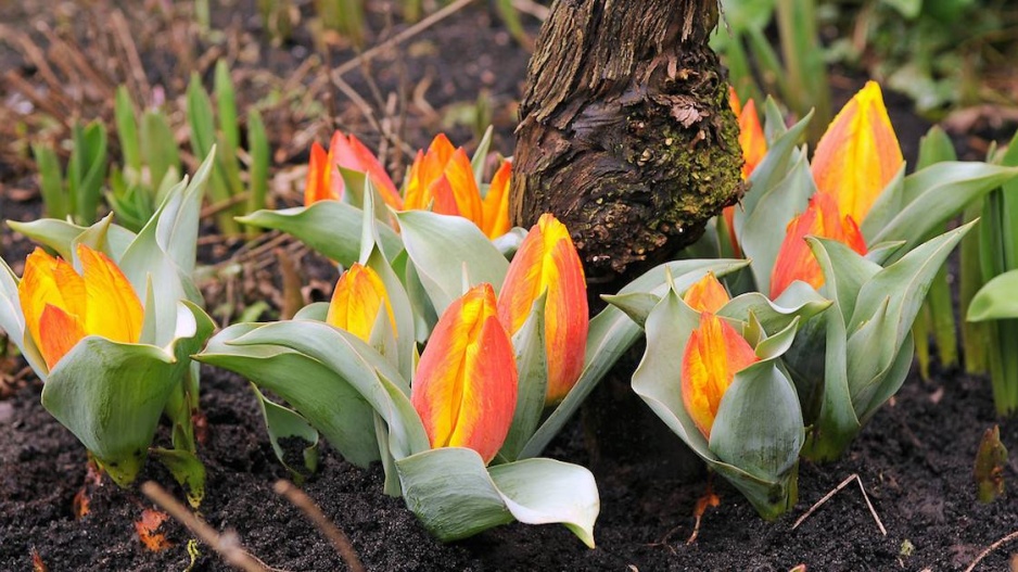 Tulipány (Tulipa)