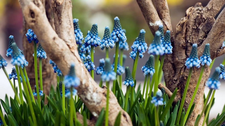 Modřence (Muscari)